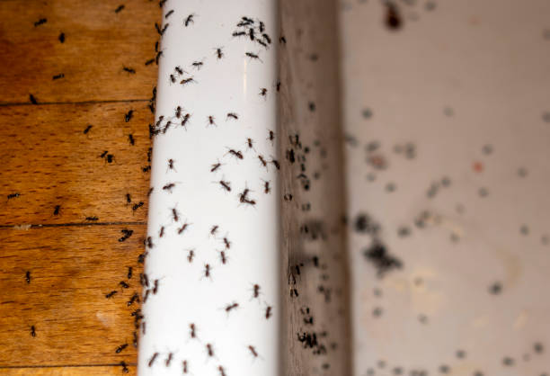 Best Cockroach Control Services  in Elizabeth, CO